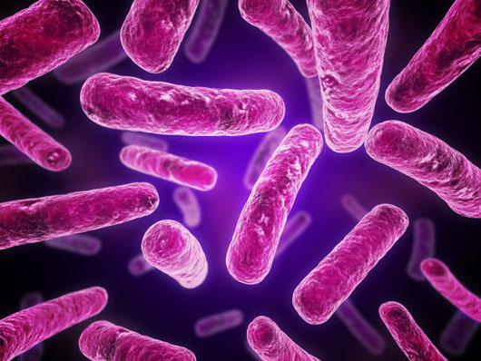 Bacteria