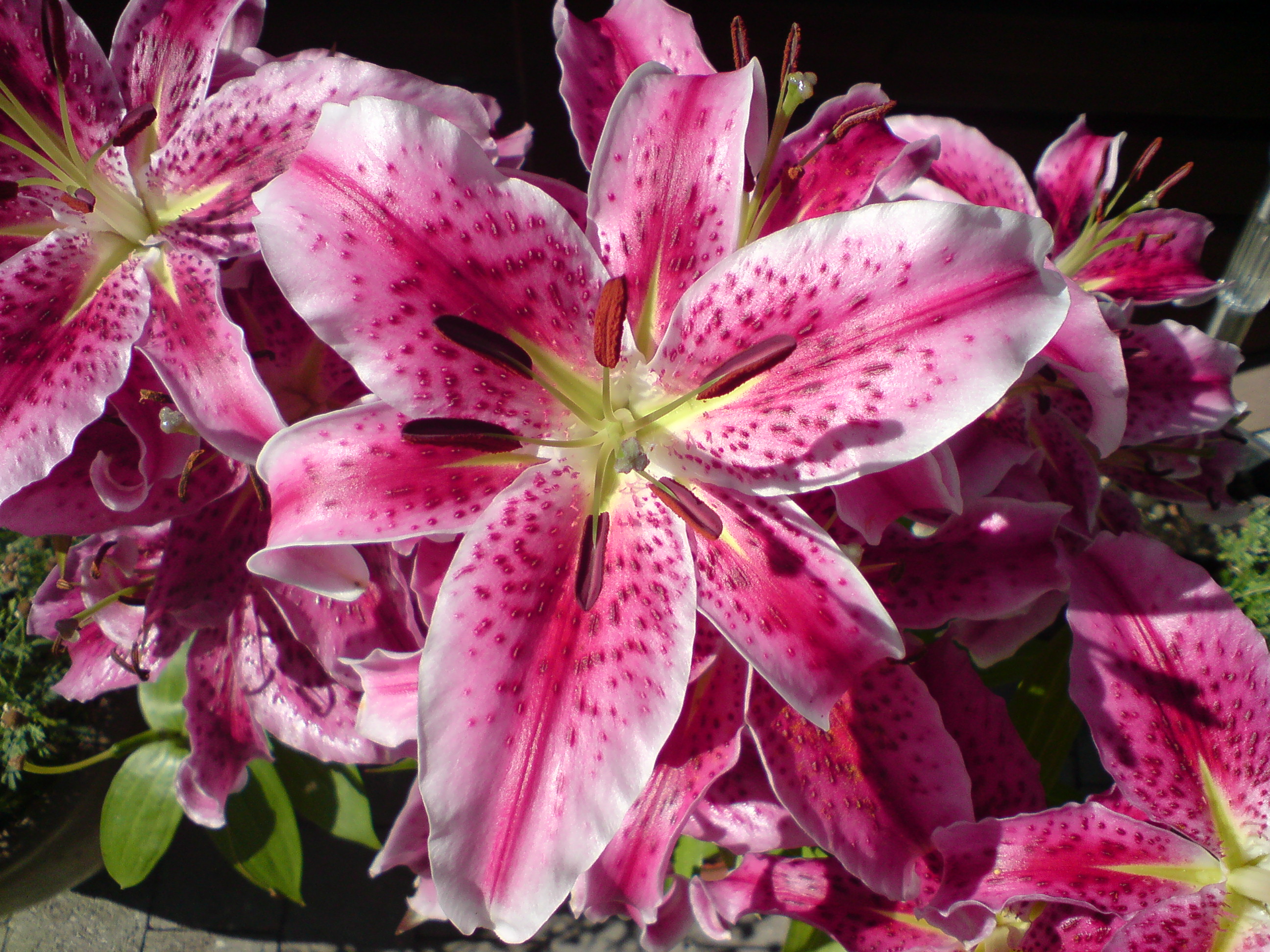 Flower