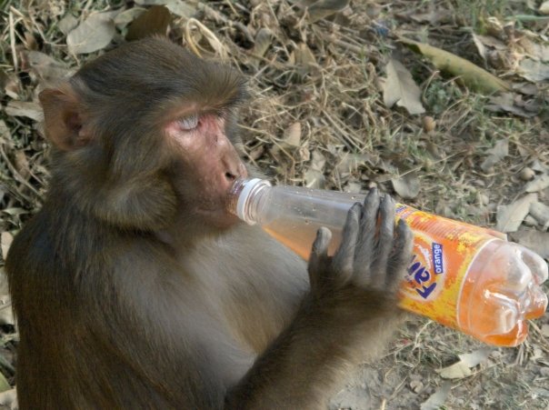 monkey